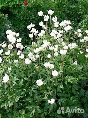 Многолетние расстения в саду