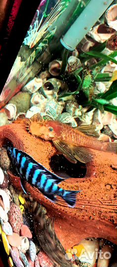 Мальки сомик Анцитрус, еллоу