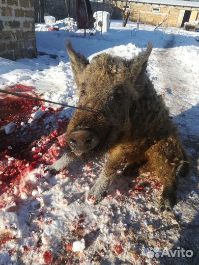 Забой свиней крупно-рогатого скота и барашек