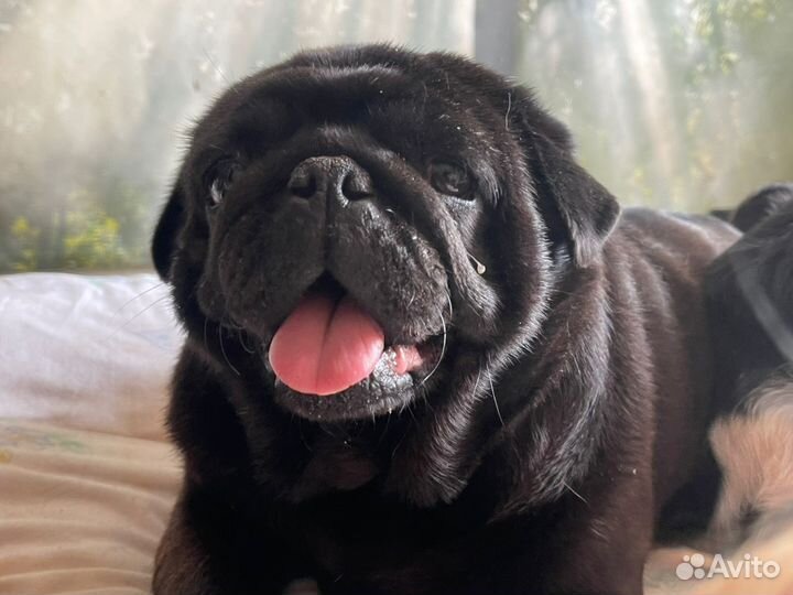 Мопс в добрые руки