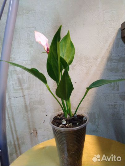 Антуриум лили, матата