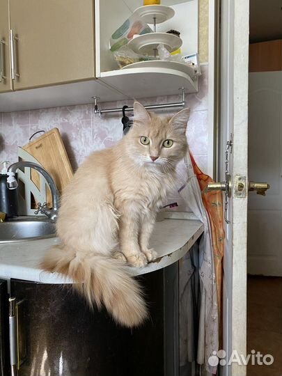 Кошка в дар