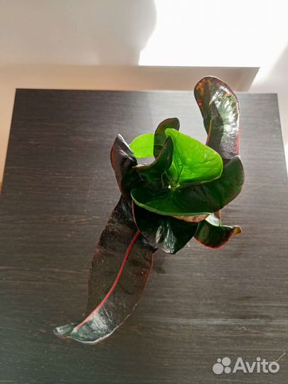 Кодиеум кротон тайский сорт Theppharak