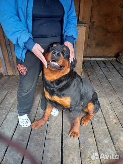 Щенки ротвейлера