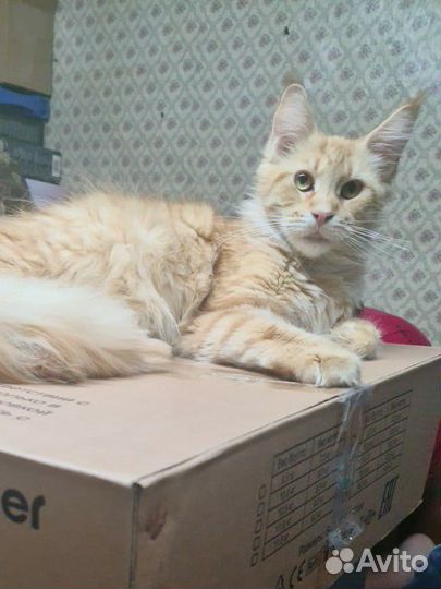 Котята мейн-кун