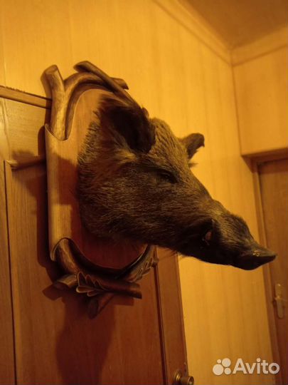 Чучело кабана