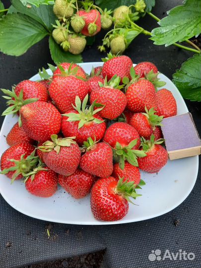 Рассада клубники, клубника, земляника садовая