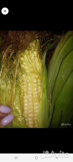 Кукуруза