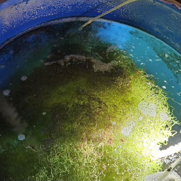 Хетоморфа для морского аквариума
