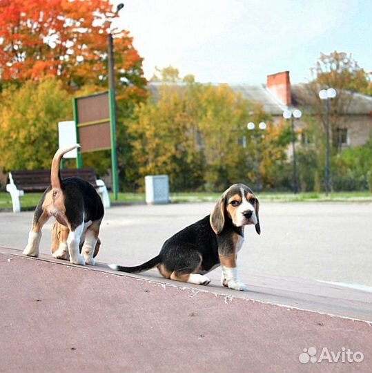 Щенки бигль