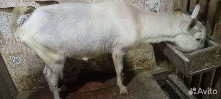 Козел. Доставка