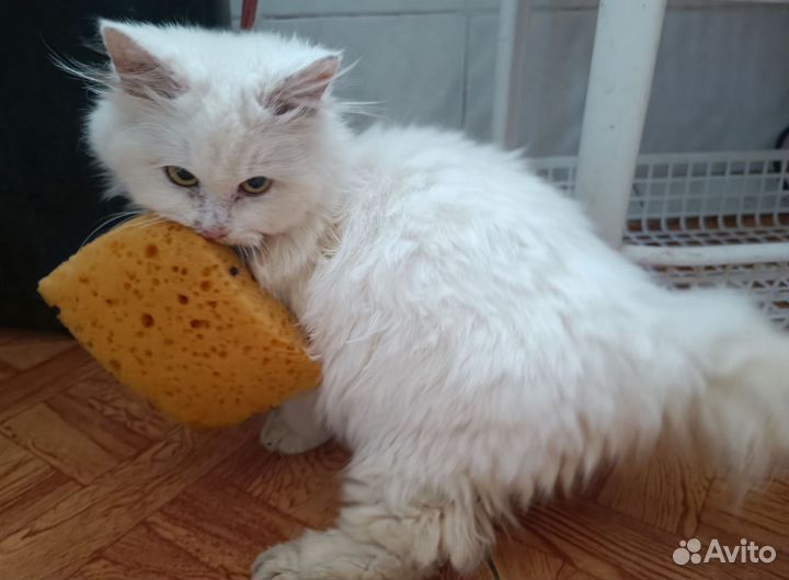 Потерялась кошка