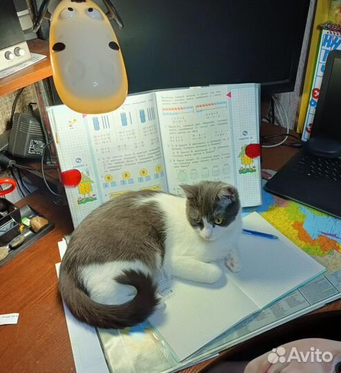 Кошка ищет дом