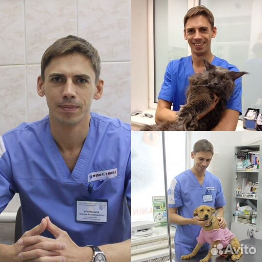 Вызов ветеринарного врача на дом