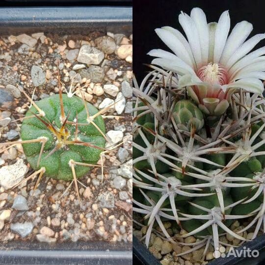 Кактусы сеянцы