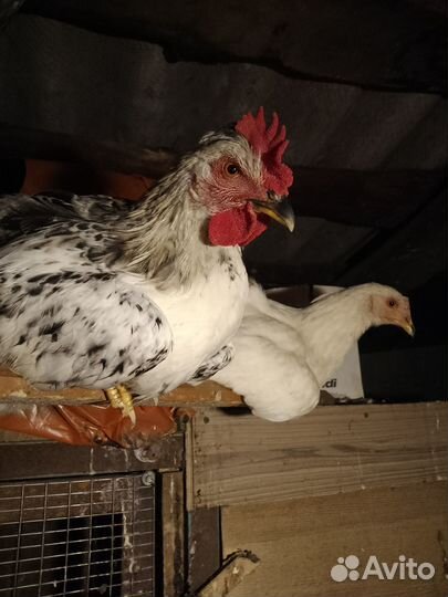 Продам петушка