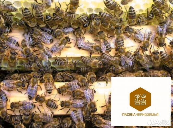 Карника пчелопакеты 2025