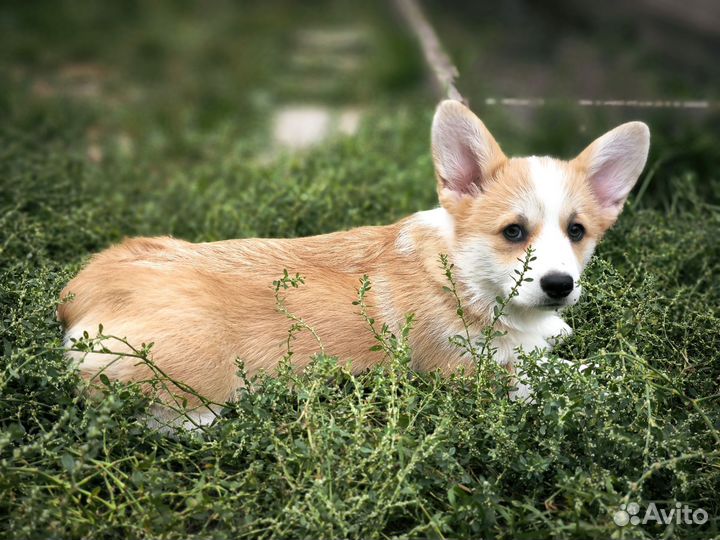 Вельш корги пемброк