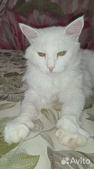 Феликс