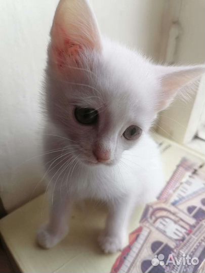 Белый котенок