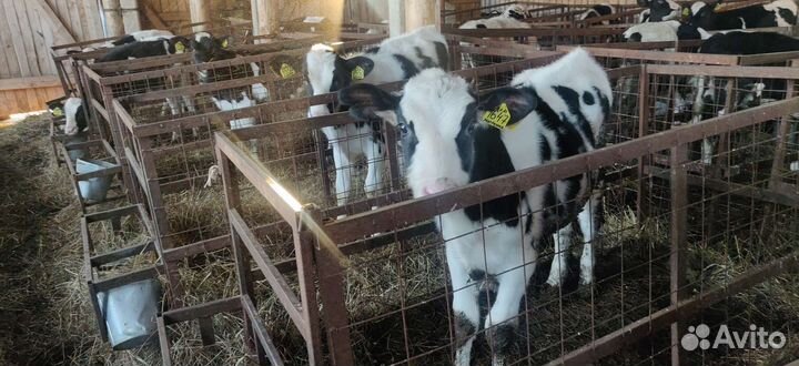 Холмогоры Голштины Бычок Теленок Телки