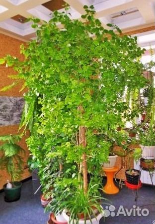 Комнатная берёза (дуранта )