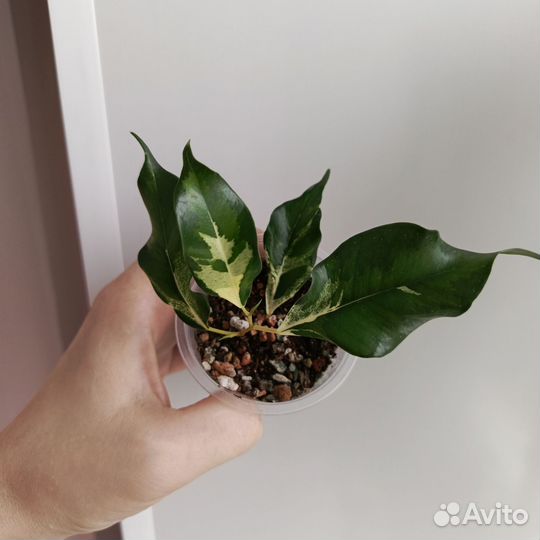 Фикусы сортовые