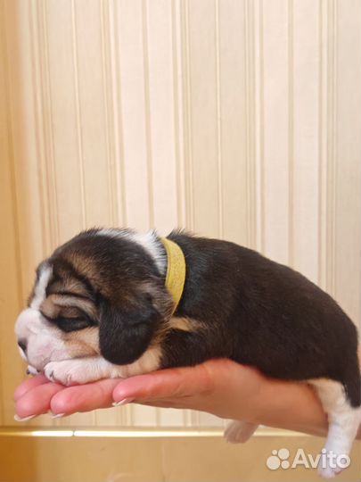 Бронирование щенков Бигля