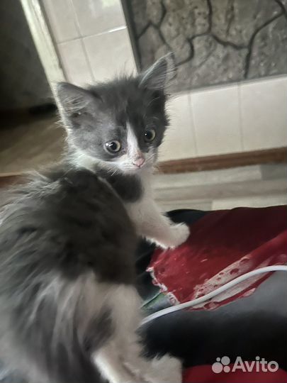 Отдам котят в добрые руки
