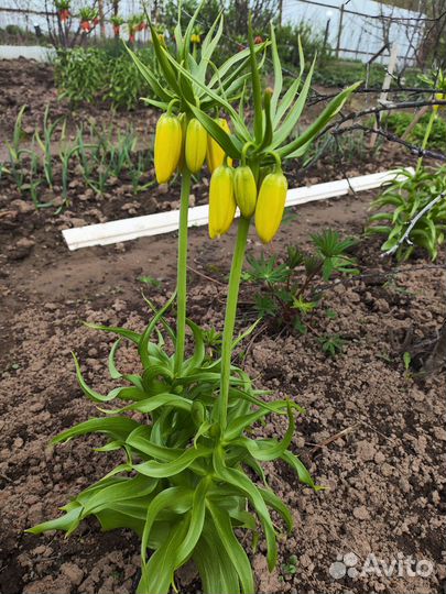 Рябчик императорский, многолетние растения