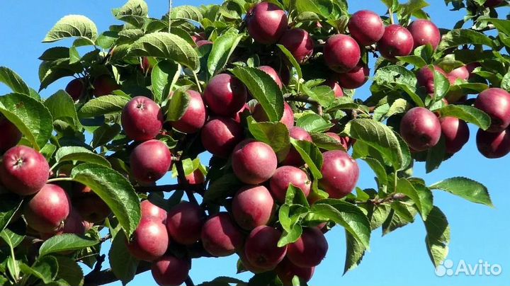 Саженцы яблоня Cпартан