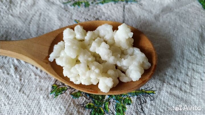 Кефирный тибетский молочный гриб. Бул. Комарова