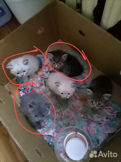 Сибирский колор