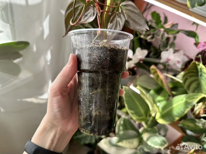 Сциндапсус, филодендрон