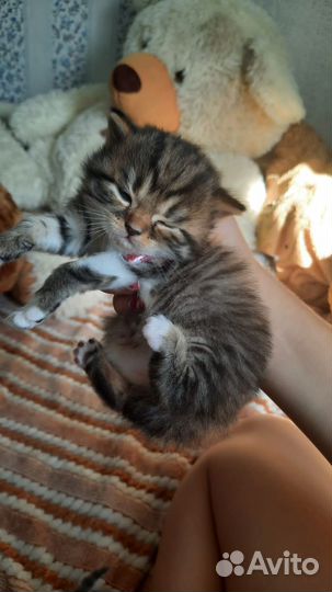 Кошка в дар бесплатно
