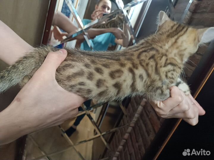 Бенгальские котята