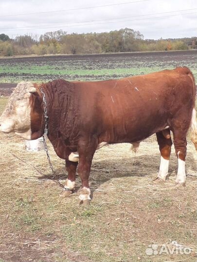 Быки на племя