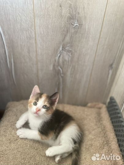 Кошечка Рыжуля