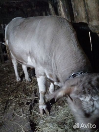 Бык и 2 тёлки живым весом