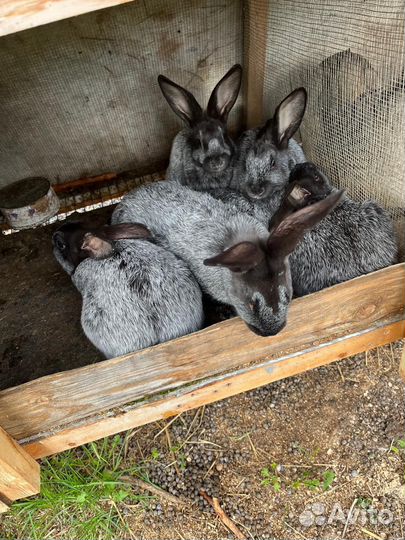 Кролики мясных пород