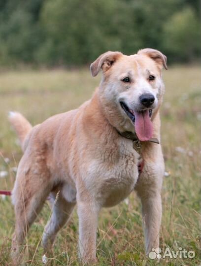 Добрейший и нежнейший Персик. Лесной приют