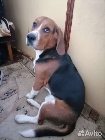 Бигль вязка