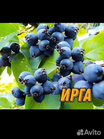 Саженцы ягодных культур