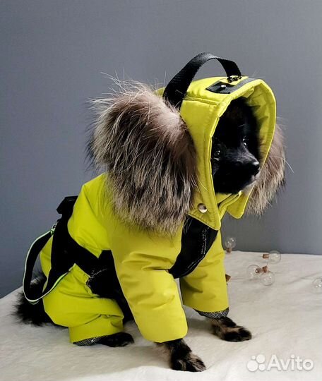 Одежда для собак