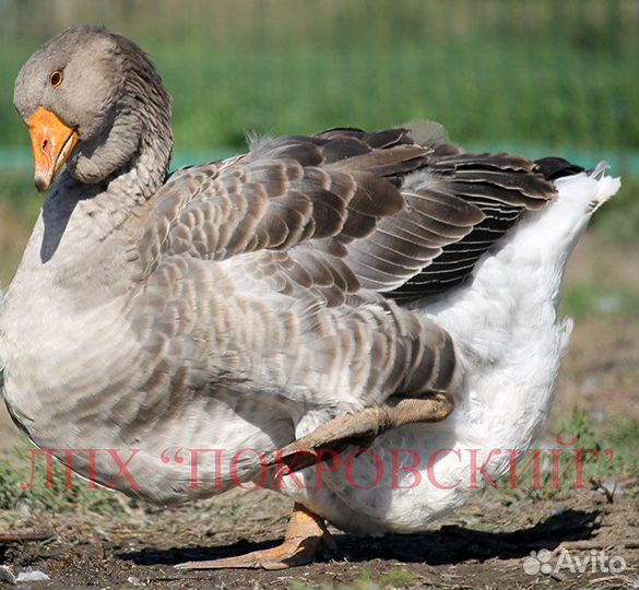 Тулузские гуси: инкуб. яйцо, гусята