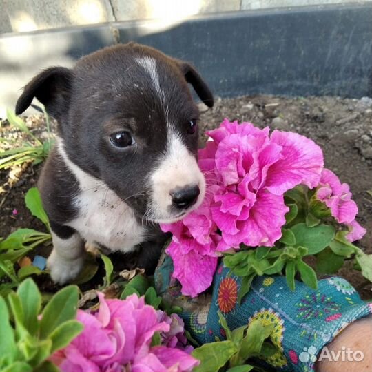 Щенки в добрые руки