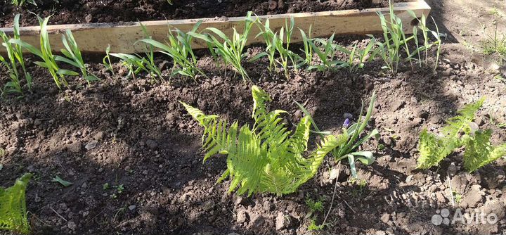 Папоротник