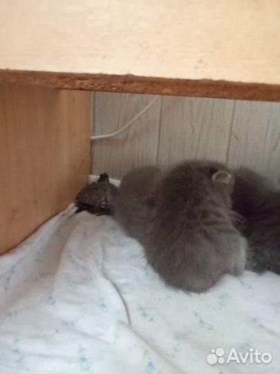 Британские котята