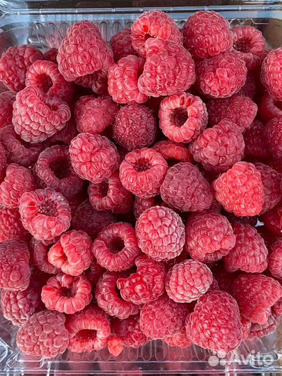 Саженцы ремонтантной Малины