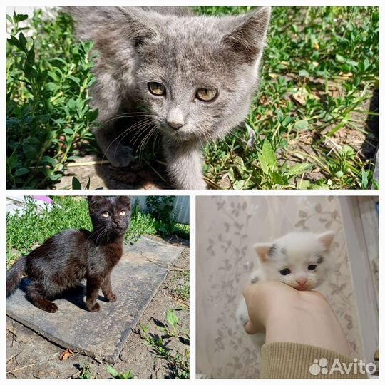 Котята в добрые руки